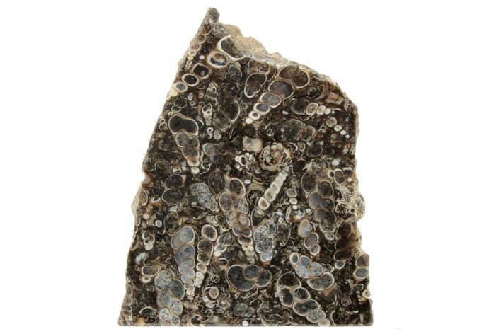 Polished Fossil Turritella Agate Stand Up - Wyoming #193557